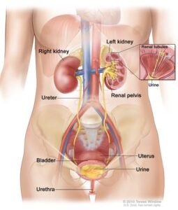 Kidney transplant physician in Navi Mumbai