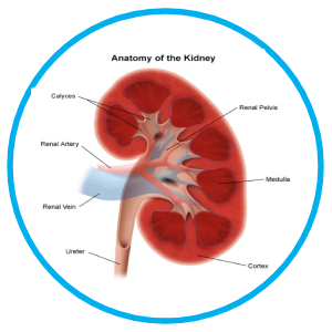 kidney specialist in Navi Mumbai